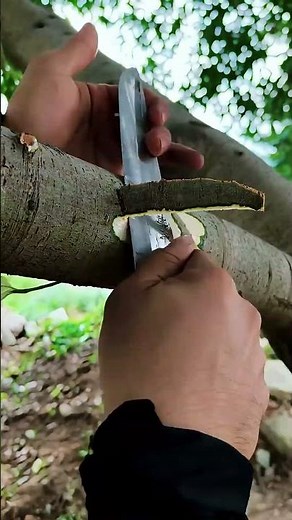 Removing bark from selected trees using careful manual technique
