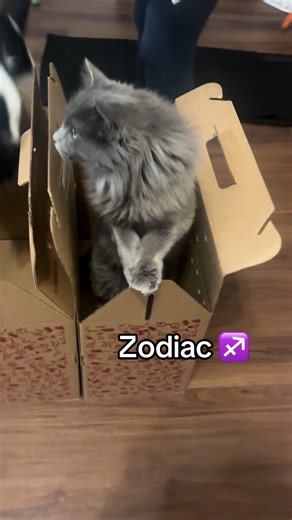 Unboxing Our First Long-Haired Cat at Calico Cat Cafe