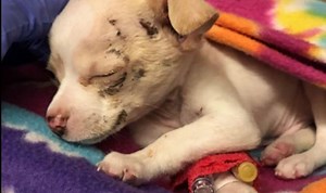 TINY dog is fostered after he survives hawk attack
