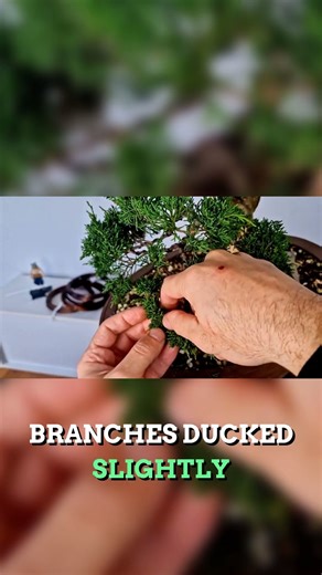 The Three-Step Method for Perfect Juniper Pads #bonsai #tutorial #technique