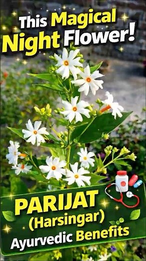 Parijat Flower 🌼 The Magical Night-Blooming Ayurvedic Plant