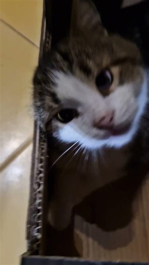 Кавунчик - Шалений Дідусик)