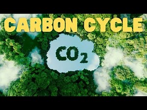 Carbon Cycle | Learn how the continuous carbon cycle works