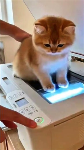 Cat Uses Copy Machine… Now There Are MANY 😳🐱 | #shorts#cat #entertainment