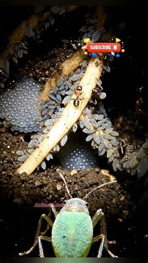 POV: Inside an Aphid Colony’s Tiny World #shorts #aphid #insect