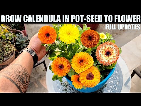 Easiest Flower To Grow From Seed | CALENDULA | SEED TO FLOWER