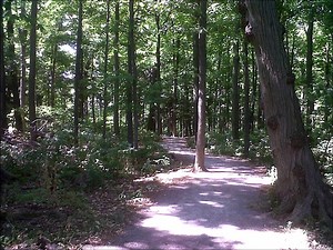 Guided Relaxation - Progressive Muscle Relaxation Video