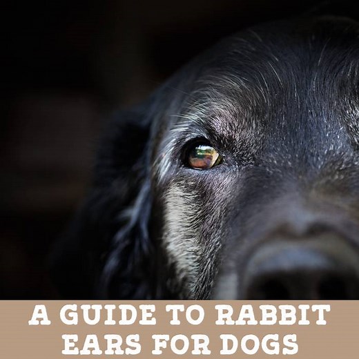 A Guide to Rabbit Ears for Dogs (by Jo the Vet) - Kip & Twiggy's