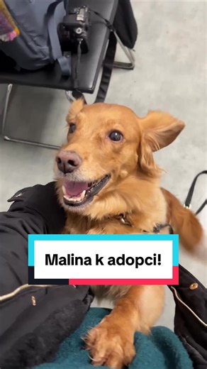 Malina čeká na nový domov | Adopce psa
