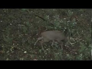 Traditional Archery Long Bow Deer Hunt