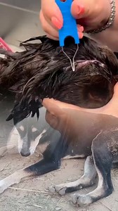 Friends notice that this dog has a sticky bug on it❤️🦮 #reelsviralシfb | Jone Pets
