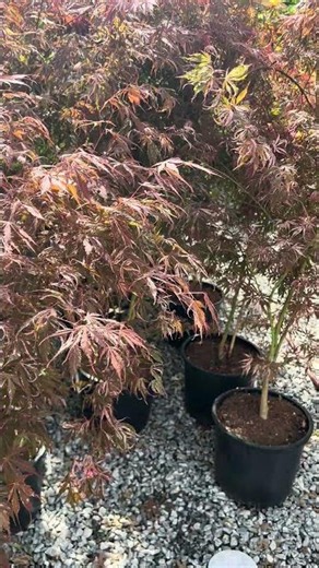Acer palmatum 'Lileeane's Jewel' Japanese Maple