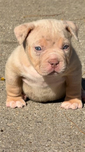 John Shahwan on Instagram: "Mewtwo transformation 6 weeks old to 1 year"