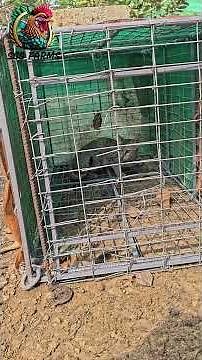 cat trap | cat cage
