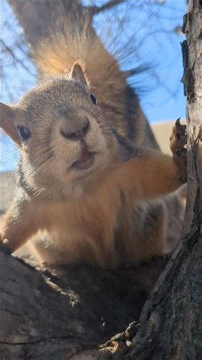 Praying with Ruby #squirrel #squirrels #squirrelwatching #squirrelstory #prayers #squirrelfriends