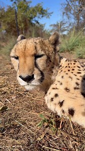 Faith is purring 🐾💛 There’s something deeply moving about hearing her purr. Soft, steady and full of life - it’s not just a sound, it’s a miracle in motion. Cheetahs, unlike lions or leopards, can purr while breathing in and out. It’s a sign of comfort and trust - and with Faith, every purr feels extra special. ✨ She’s not just a cheetah. She’s a fighter. And this gentle rumble? It’s her way of saying, “I’m here. I’m okay.” 💛 #FaithTheCheetah #CheetahExperience #PurringCheetah | Cheetah Exper