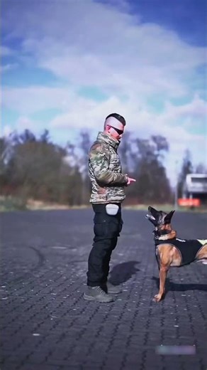 A Trained Dog – The Most Loyal Bodyguard #doggybestfriend #guard #shortvideo