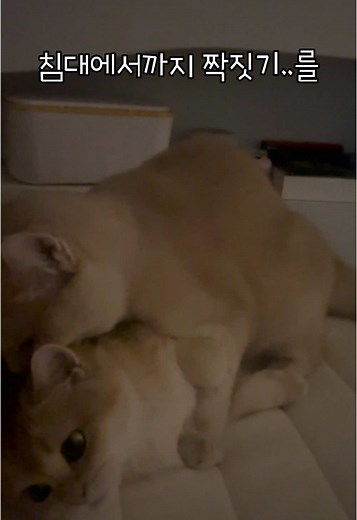 もふもふ - Mzyika Sound이(가) 포함된 슈토리 (@shu_story) 님의 동영상