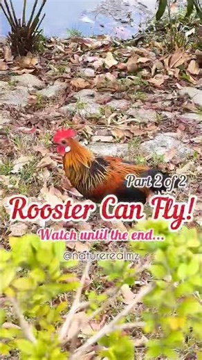 Proof: Rooster CAN Fly! Watch Part 1 video at @NatureRealmz