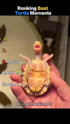 Top5 Funny Turtle Moments 🐢