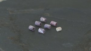 Tiny wampum beads found in Ferryland a huge discovery, say archaeologists