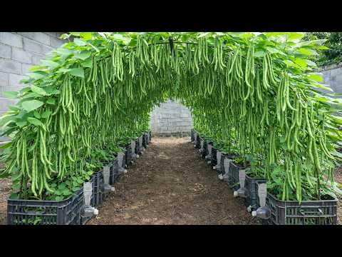 Try Growing Beans From Seed | You'll Be Surprised By The Yield, Up To 100 Times Higher.
