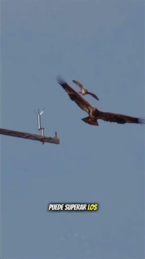 Eagle? No. This is the true king of the sky
