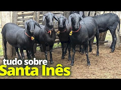 Carneiro Santa Inês: CONHEÇA mais SOBRE essa raça de OVINOS