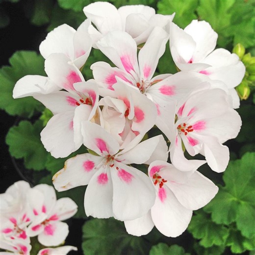 Annual geranium flower care and growing tips