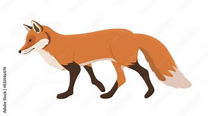Fox Walking Animation, cycle animation, 2D loop animation on transparent background