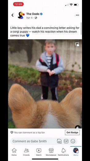 Corgi Puppy Adoption Story Featured on The Dodo