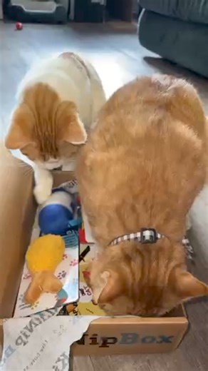 Do your kitties have trouble getting along? A KitNipBox is the purrfect distraction for fur siblings! 🐈 🐈‍⬛ [📹 IG: @the_orange_bois] | KitNipBox