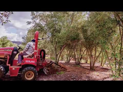 Moon Valley Olive Tree Farm in California