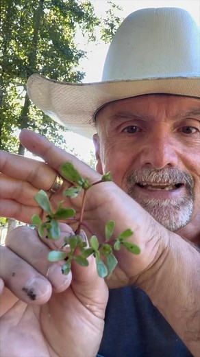 Pickled Purslane! Eat your way through the weeds in your garden! #wildforaging #foraging | PawPaw Ridge Homestead
