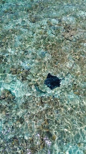 Captured today - This amazing interaction between two beautiful reef creatures in the lagoons of Cato. 🐟🏝️ #fishing #mates #realityfishingcharters #fish #greatbarrierreef #fishingcharters #boating #fyp #cato #coralsea #stingray #gianttrevally | Reality Fishing Charters