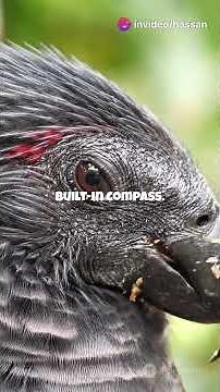 Why Do Birds Migrate 10,000 km? The Incredible Science Behind Their Journey!