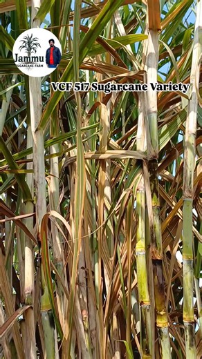 Jammu Sugarcane Farm (Navdeep Singh) on Instagram: "Vcf 517 Sugarcane Variety"