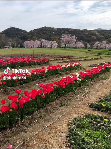 Tokusima ○鳴門公園（なるとこうえん）日本徳島県鳴門市鳴門町土佐泊浦字福池。 ○ 鳴門ウチノ海総合公園（なるとうちのうみそうごう公園）日本徳島県鳴門市鳴門町高島北６７９。 ○JR鳴門駅（なるとえき）『駅前足湯ふろいで～ 』JR四国鳴門線。日本徳島県鳴門市撫養町小桑島前浜。