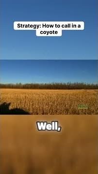 Strategy: How to call in a coyote