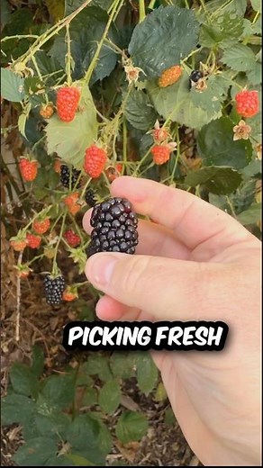 Fall berries! Learn more about primocane blackberries. #garden #fruit #blackberry #diy