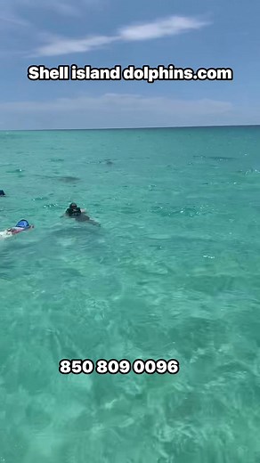 7.9K views · 124 reactions | #SwimmingwithDolphinsMaking dreams come true! Visit us for an adventure to remember! Panama City beach Shellislanddolphin.com #May #May2025 #adventure #PCB #snorkeling #fypシ #fypageシ #fypviralシ #viralvideoシ #trendingnow #panamacitybeach #dolphins #swimming with dolphins | Shell Island Dolphin Tours LLC | Facebook