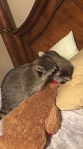 To license this content please click here: https://www.jukinmedia.com/licensing/view/1192037?utm_source=RMsocialpost&utm_medium=RMsocialpost | Jukin Copyright Management