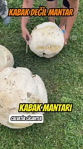 🔬 Bilimsel Adı: Calvatia gigantea 🇹🇷 Türkçe İsimleri: Kabak Mantarı, Dev Toz Mantarı, Dev Puf Mantarı 📝 Açıklama: Devasa beyaz top şeklindeki görüntüsüyle dikkat çeken Calvatia gigantea, dünyanın en büyük mantarlarından biridir. Çapı yarım metreyi aşabilen örnekleri bulunur. Gençken beyaz etiyle değerli bir yenilebilir türdür, olgunlaştığında ise içi kahverengi toz sporlarla dolar ve tüketilemez hale gelir. 🔴 Şapka / Yapı Geleneksel şapka ve sap yapısı yoktur, tüm mantar büyük, küresel veya