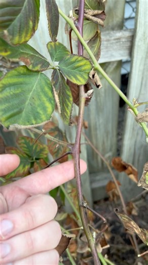 Raspberry vs Blackberry Pruning Explained Simply