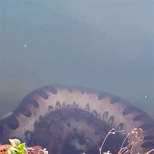 I have the greatest treasure ever found in the world | Adventure man