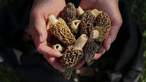 Morel mushroom season is approaching. Michigan officials release a map to aid the hunt