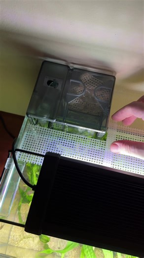 Made this custom lid using a plastic mesh screen to keep my amano shrimp from escaping. Sometimes they like to randomly leave the tank and go on an adventure across your floor 🤦‍♂️ #aquascape #aquarium #plantedtank #tiktok #fyp #plantedaquarium #aquariumhobby #freshwateraquarium #aquascaping #fishtank