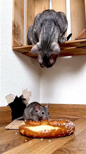 The German Rexs Pretzel