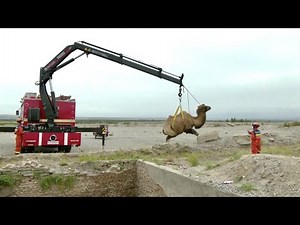 Firefighters rescue camel from deep pit in Xinjiang