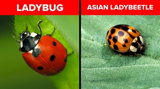 Bugged by swarms of ladybugs in your home? It's likely the 'Halloween beetle'